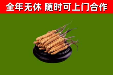 岳阳楼回收散虫草