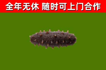 岳阳楼回收海参干